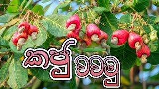 ගස්-කජු වගාව- Cashew Cultivation