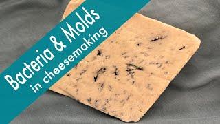 Bacteria & Molds in Home Cheesemaking--How are they used to make cheese?