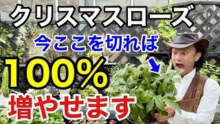 【覚えておいて】実はクリスマスローズ増やさないと枯れていきます。。。　【カーメン君】【園芸】【ガーデニング】【株分】