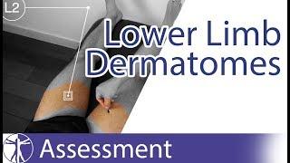 Dermatomes Lower Limb | Peripheral Neurological Examination