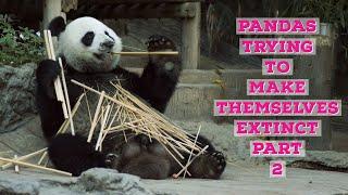 Pandas trying to make themselves extinct  Part 2