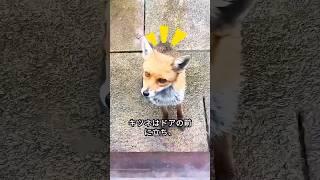 親切な女性の前に現れた傷ついたキツネ 