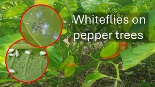 Whiteflies on peppers