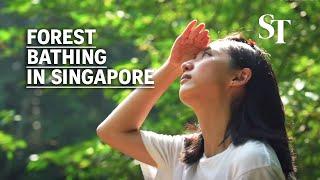 Forest bathing in Singapore: Walk slowly, connect deeply