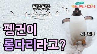 멋쟁이 턱시도 신사 펭귄 의 비밀?! [시크릿 주주] / YTN 사이언스