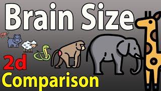 Brain Size Comparison in 2024 | Animal brain Size Comparison in 2024