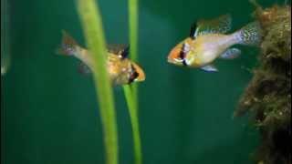 German Blue Ram Courtship and Spawning Behavior!