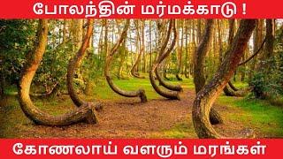 Crooked Forest in Poland | Crooked Forest Poland Mystery | Ulagai Arivom | Crooked | Mystery | Tamil