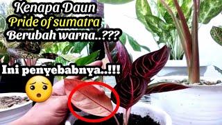 penyebab daun Aglonema pride of sumatra berubah warna.