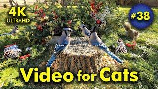 4K TV For Cats | 'Tis The Season | Bird and Squirrel Watching | Video 38