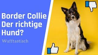 Ist ein Border Collie der richtige Hund für dich? 