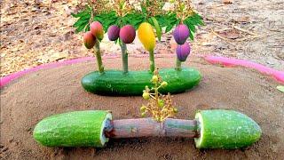 How To Grow Mango Tree In Cucumber