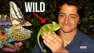 Florida's Chameleons Are WEIRDER Than You Think (Here's Why)