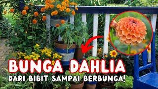 Cara Menanam Bunga Dahlia Dalam Pot agar Cepat Berbunga, Cara Merawat Bunga Dahlia di Depan Rumah