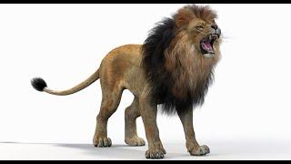 Lion Roaring 3D Model for Download | @PROmax3D