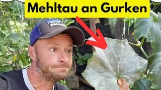 3 Sofortmaßnahmen, um Mehltau an Gurkenpflanzen zu bekämpfen!
