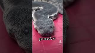 งูงวงช้าง งูที่น่ารักสุดๆ งูไม่กัด