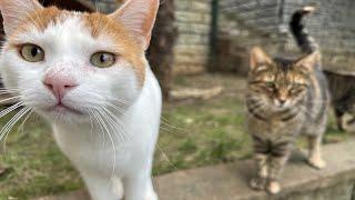 Runaway Cat Returns Home and Asks to Be Let in