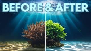 Unlock the Secrets of Aquarium Lighting | Boost Plant Growth