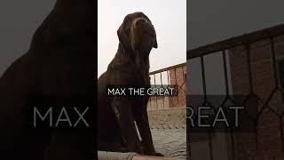 LION MAX THE GREAT CUTE AND DASHING LABRADOR MALE #SHORTS #MAXTHEGREAT  #DANISHPETS #dogsfunn