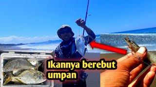 Moment mancing pasiran strike ikan cangkek baby gt