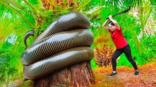 Harvesting the Giant Coconut Worm & Go to Market Sell | Woman fights giant monster | Ly Thi Hang