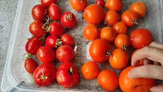 Tomaten nach SortenSorte Allur vs Sorte Fuzzy Wuzzy/der überraschender Vergleich 