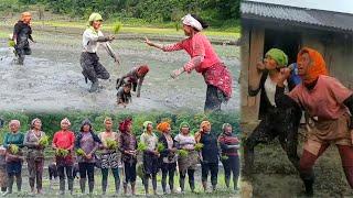 Chakhesang women's crazy and fun time at paddy's field