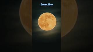 November Full Moon ! 15 Nov Full Moon ! Beaver Moon 2024 ! Kartik Purnima #shorts