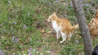 Friendship between cat & chicken in Turkish village Gay