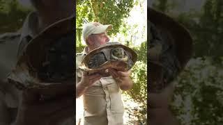 Giant Malaysian Leaf Turtle  #shorts #animals #reptile #zoo #dinosaur #turtle #cuteanimals