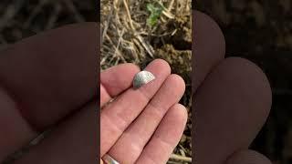 800 year old silver coin unearthed! 🫣 #metaldetecting #deus2 #silver #detectorists #metaldetector