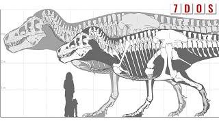 T. rex Might Have Been Even Bigger Than We Thought | 7 Days of Science