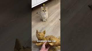 【牛奶是只猫】秋天的落叶加纸箱，让猫咪也感受到秋天的氛围