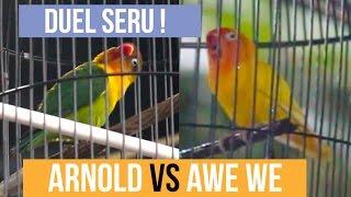 SUARA BURUNG : Duel Seru Lovebird Konslet Ngekek Panjang ! ARNOLD Vs AWE WE