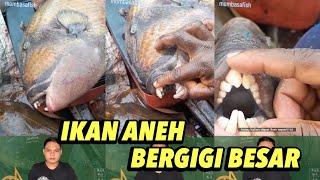 Jarang Ditemukan⁉️ Perhatikan Bentuk Aneh Pada Gigi Ikan Ini - Kompilasi LAKSANATV #6