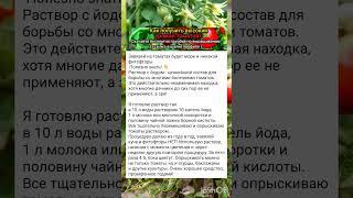 Советы по выращиванию томатов 