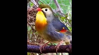 This bird sounds so loud #shortvideos  #shorts #interestingfacts