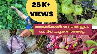 ഞങ്ങളുടെ  പച്ചക്കറിത്തോട്ടം ||Life in America||Malayalam||Our Vegetable Garden