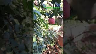 Кто подскажет, что за растение?