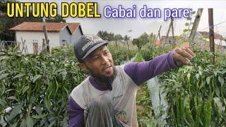 Cara Mendapatkan Dobel Keuntungan Di Satu Lahan Cabai