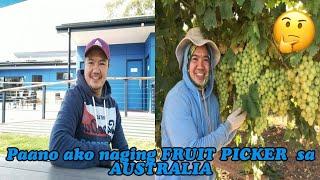 Paano ako naging FRUIT PICKER sa AUSTRALIA #noyallantv #australia