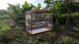 Sona the bullfinch from Trinidad