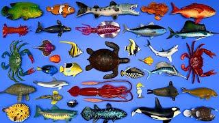 36 Sea Creatures: Shark, Whale, Giant Squid, Angler Fish, Turtle, Crabs, Dugong Manatee, Etc. MN079