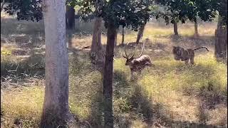 TIGER ATTACK | TIGER VS DEER | TWO TIGERS CHASING TO KILL DEER | DEER DESPERATELY TRYING TO LIVE