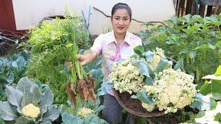 Country chefs: Harvest cauliflower and carrot for cooking - Country food cooking