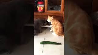 Scaredy Cats Scared Of Cucumbers!