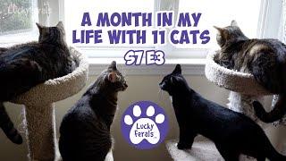 August 2023 - A Month In My Life With 11 Cats - S7 E3 - Lucky Ferals Vlog - Cat Video Compilation