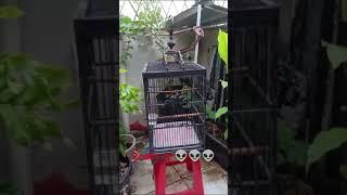 #breeding #kicaumania #burung #sorotan #beranda #homepage #fyp #jangkauanluas