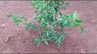 plantando mudas de Árvores frutíferas para ter fartura de frutas no sítio